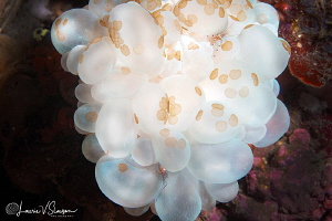 Bubble Coral and Shrimp/Photographed with a Canon 60 mm m... by Laurie Slawson 